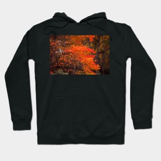 Autumn Flames Hoodie